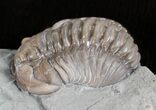 Flexicalymene Trilobite - Ohio #61037-3